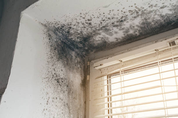 Affordable Black Mold Remediation solutions in Riverdale, GA